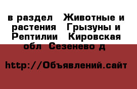  в раздел : Животные и растения » Грызуны и Рептилии . Кировская обл.,Сезенево д.